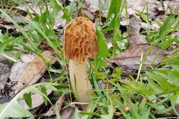 Безопасны ли весенние грибы сморчки и строчки рассказали в Минздраве